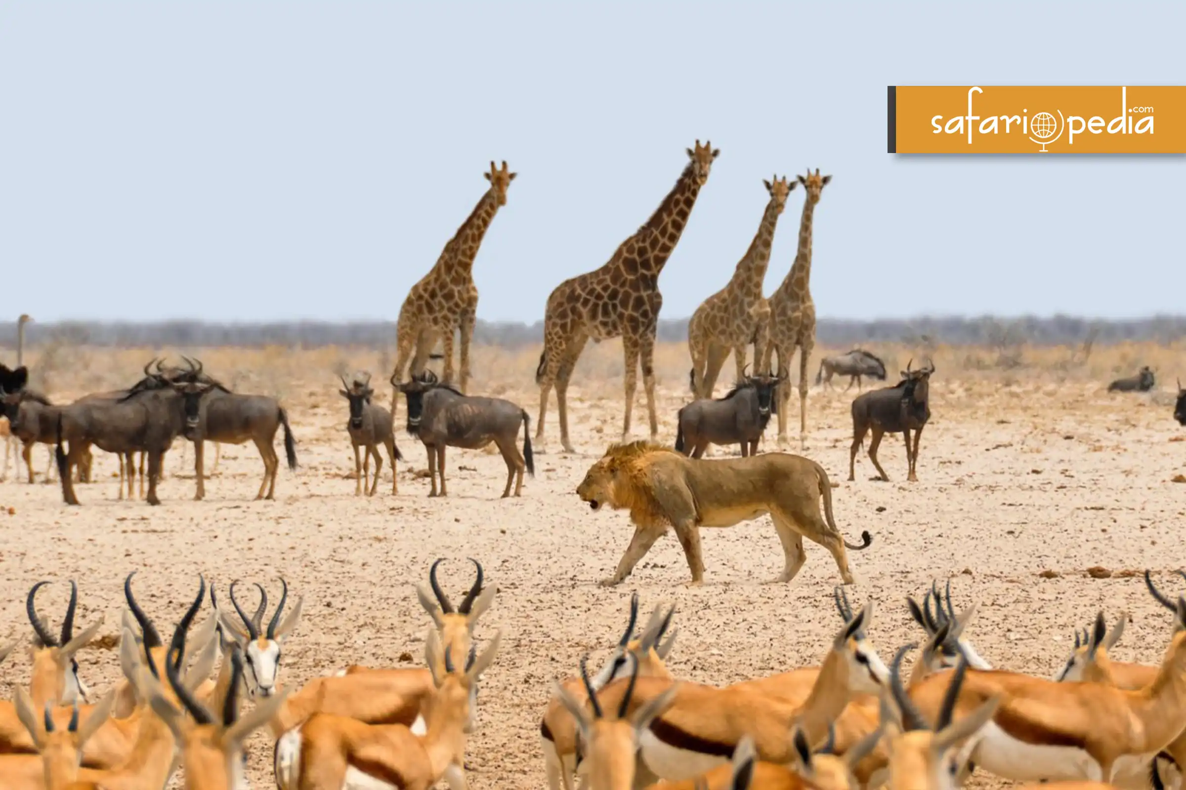 Best 10  Places To Visit In Namibia