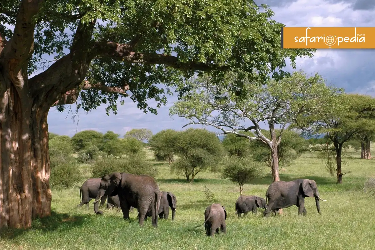 Discovering Tanzania: The Ultimate Safari Guide blog cover image