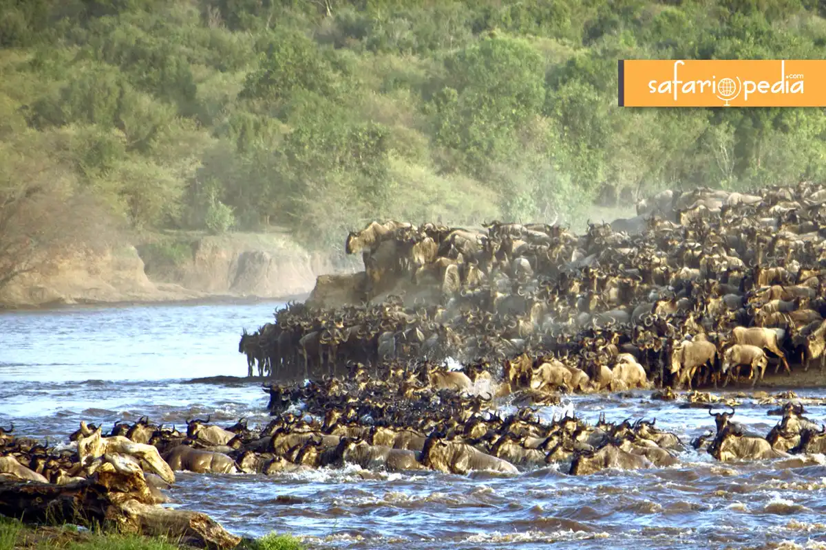 Journey of a Lifetime Following the Wildebeest Migration blog cover image