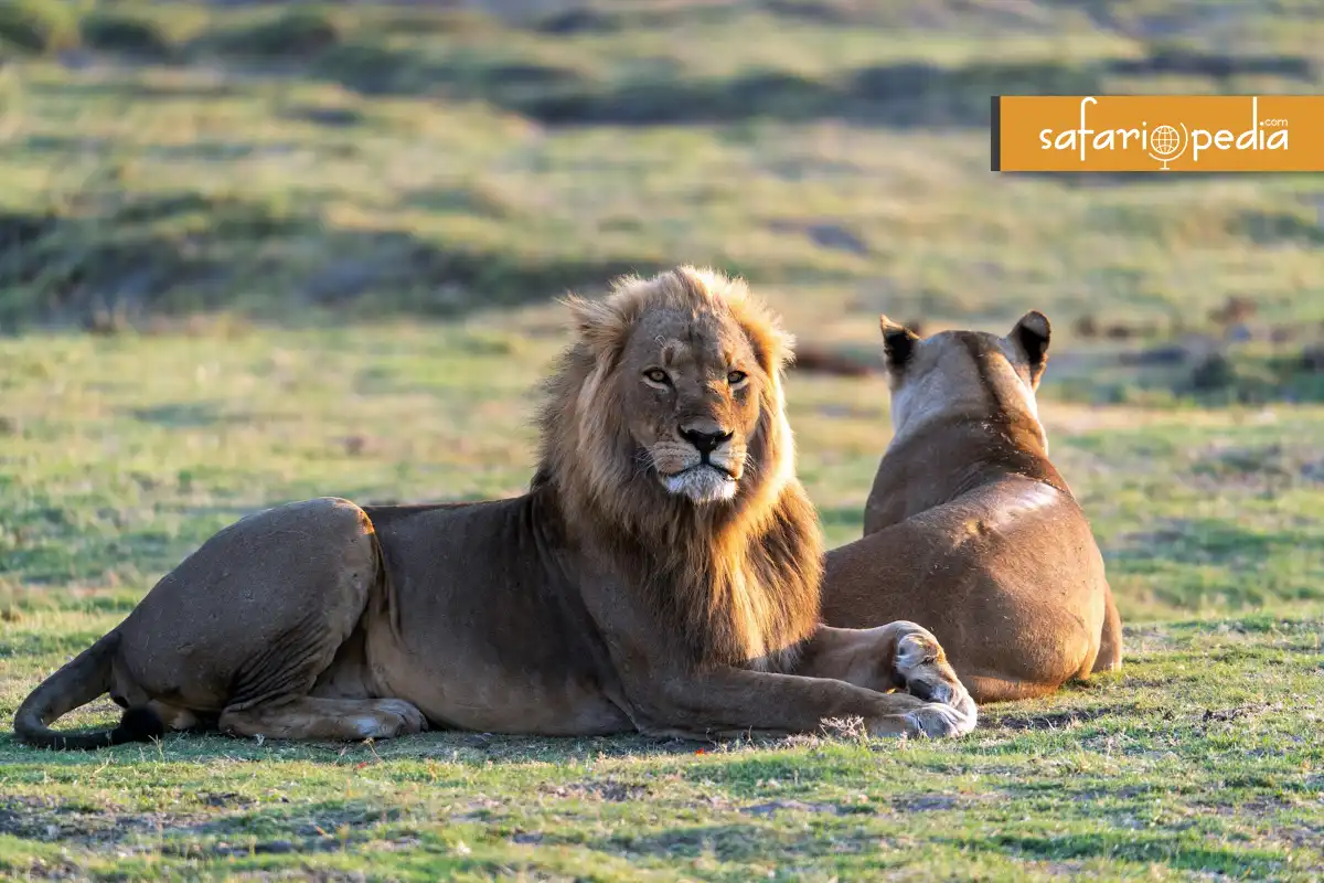 Luxury Unleashed: Africa's Top 5 Safari Tours blog cover image
