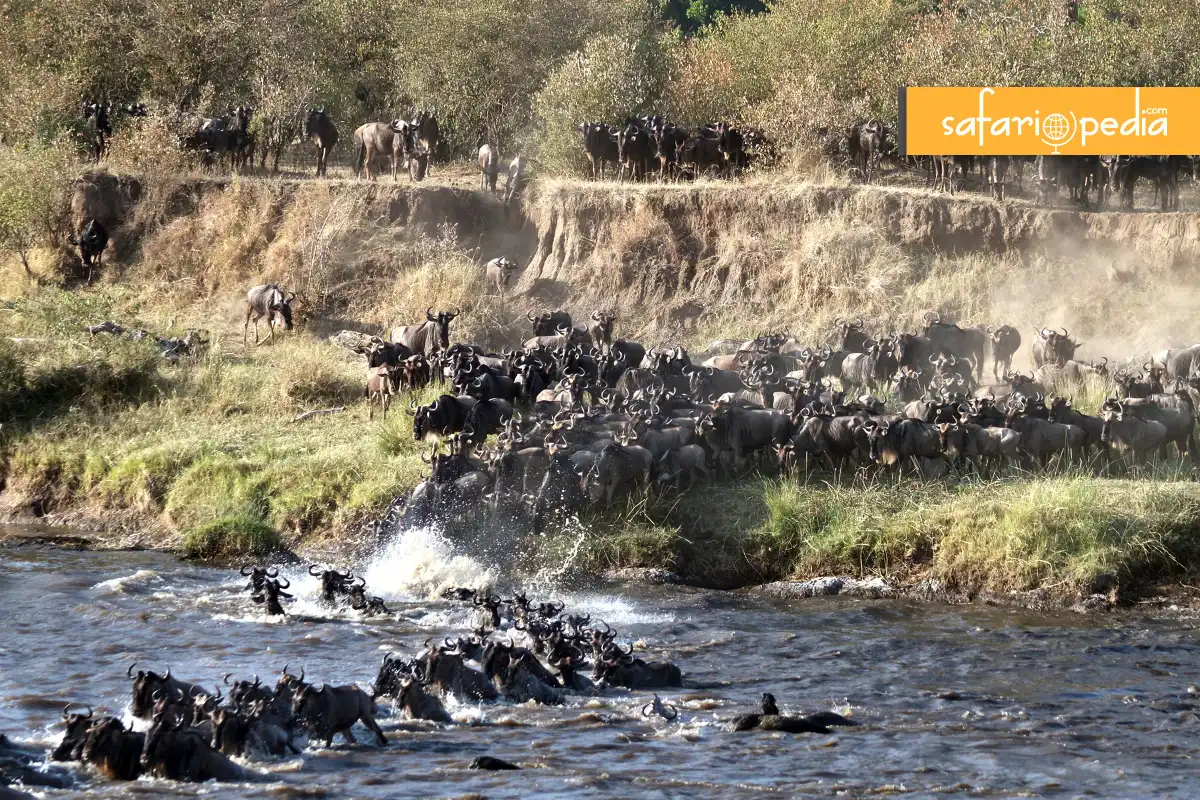 Planning Your Wildebeest Migration Safari  A Step-by-Step Guide blog cover image