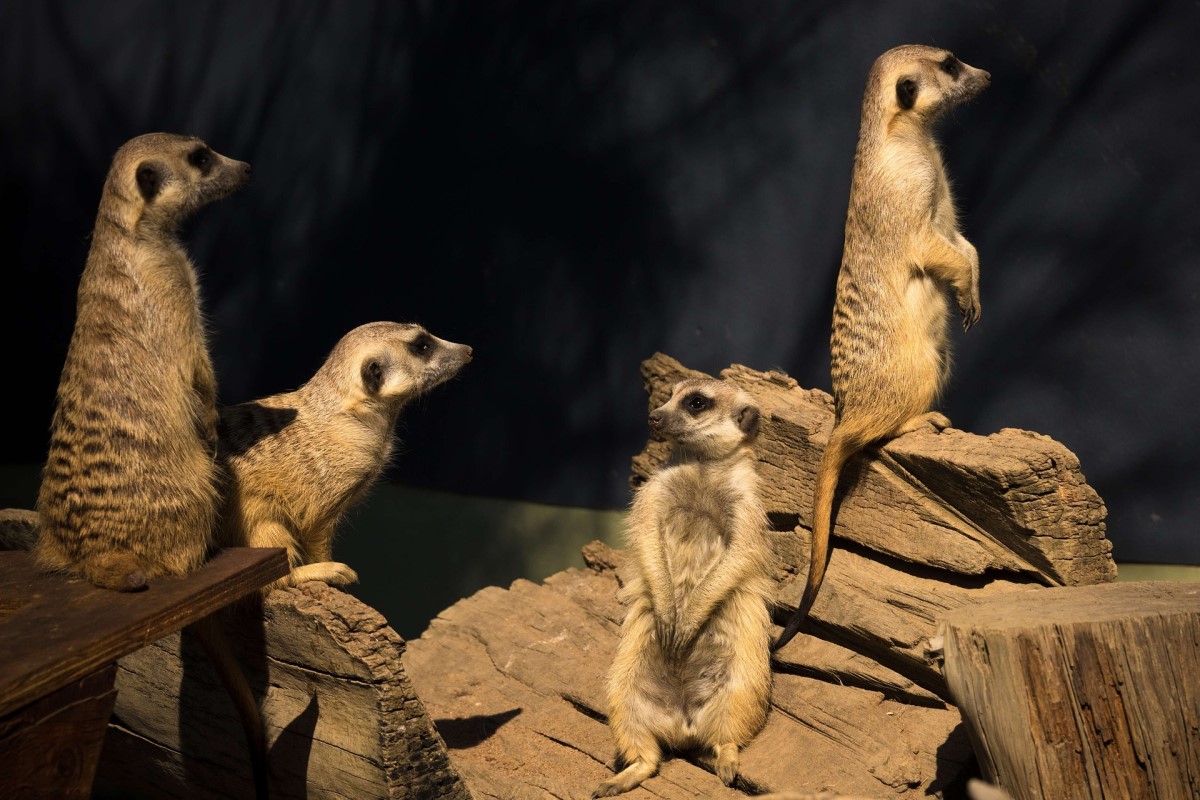 MEERKAT SAFARI