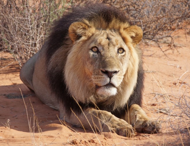 Central Kalahari Reserve