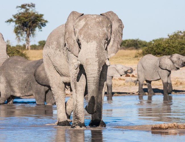 Chobe National Park