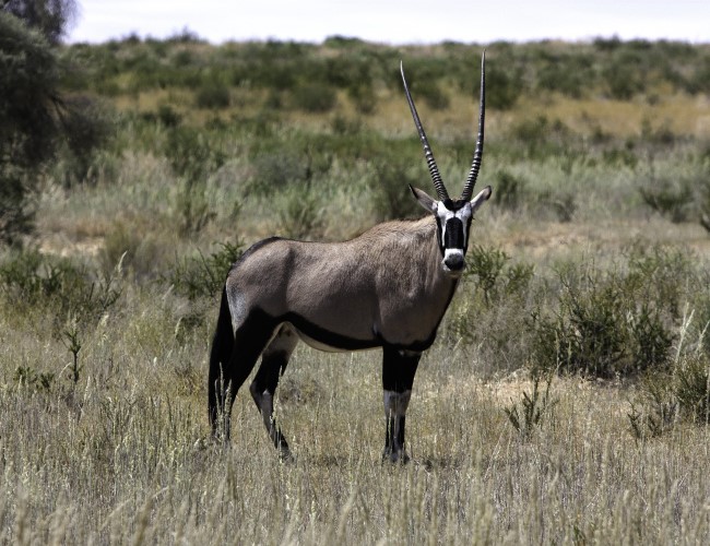 Kgalagadi Transfrontier Park