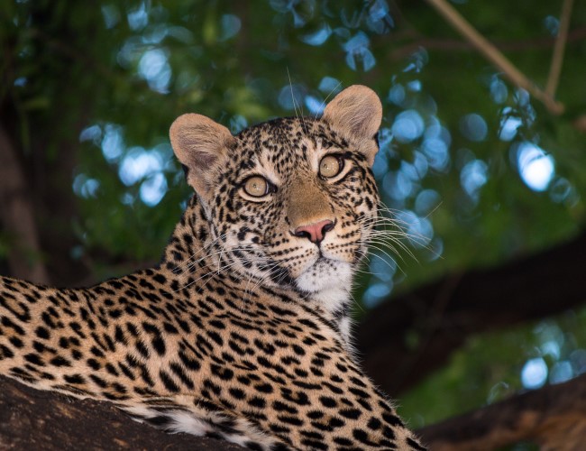 Mashatu Game Reserve