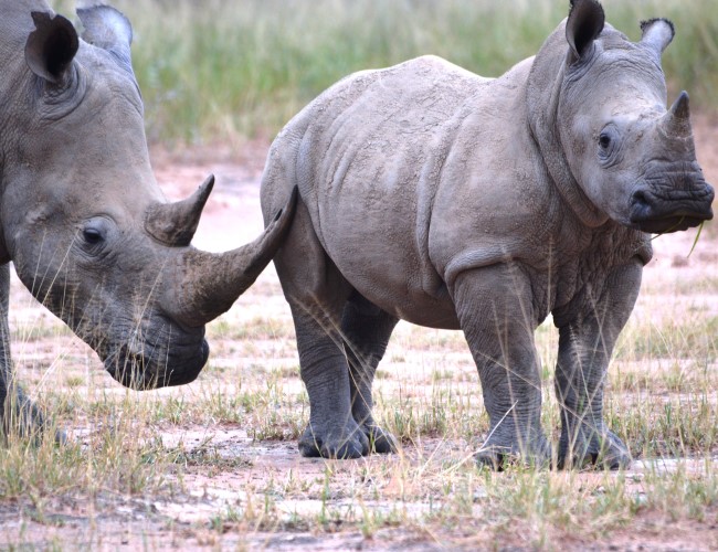 Mokolodi Nature Reserve
