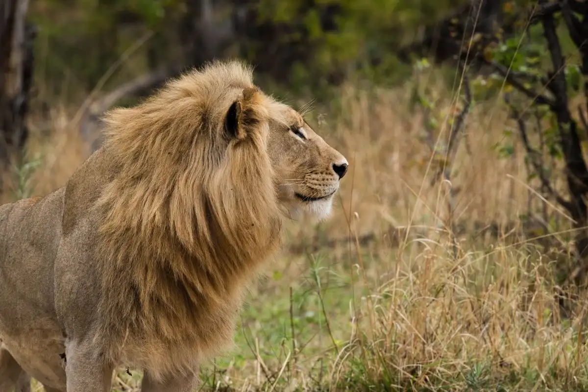 Moremi Full Day Trip