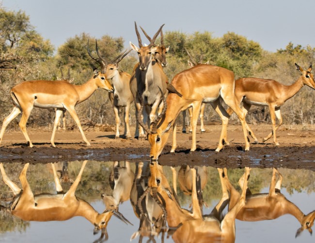 Northern Tuli Game Reserve