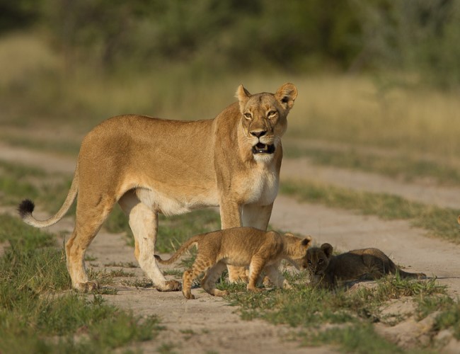 Nxai Pan National Park