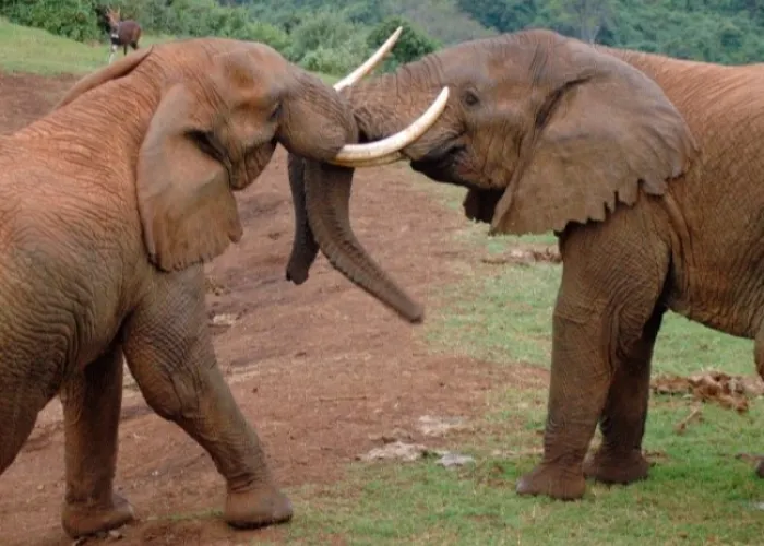 Aberdare National Park