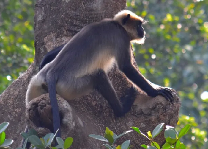 Arabuko Sokoke National Reserve