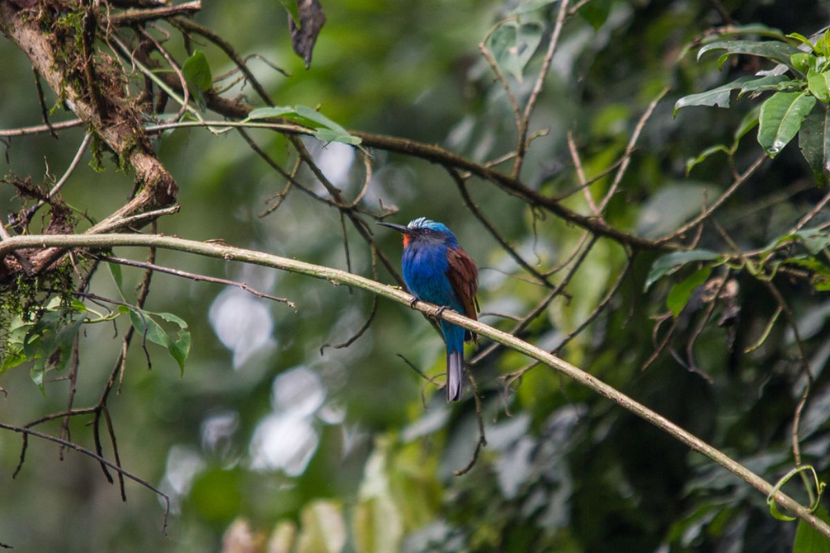 Tea Farm Tour at Limuru