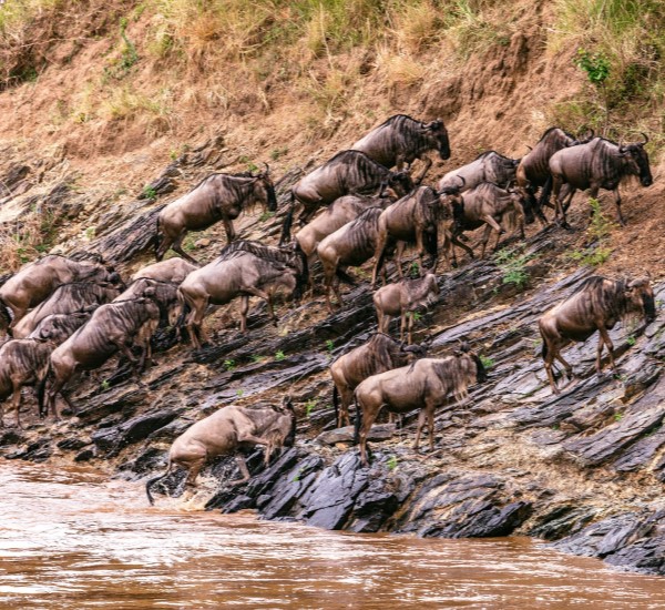 Kenya safaris and destinations