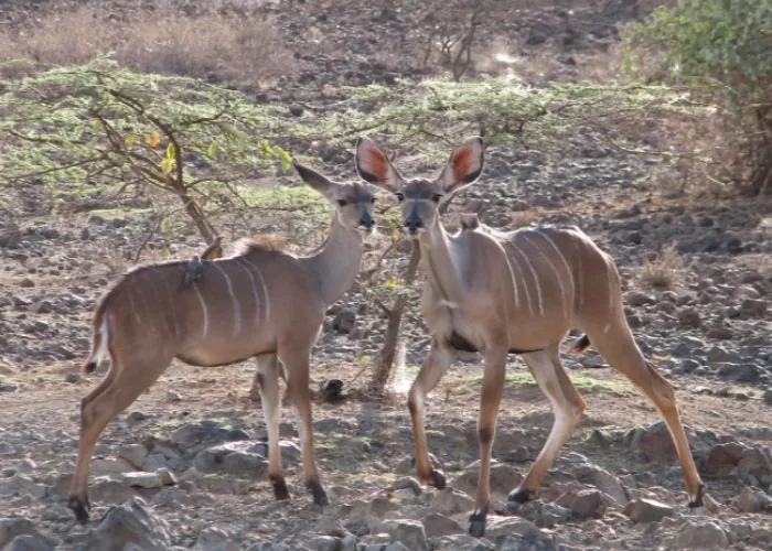 Lake Bogoria National Reserve