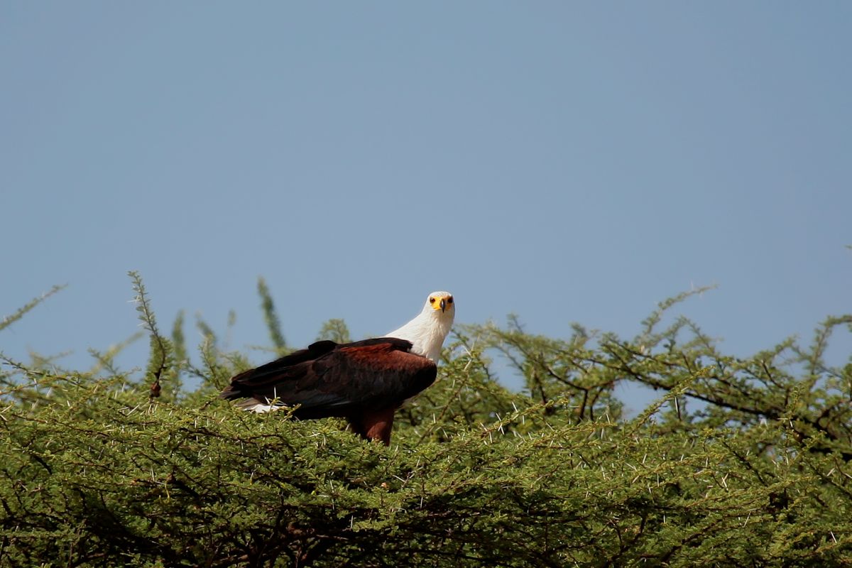 7 days Western Kenya circuit expedition