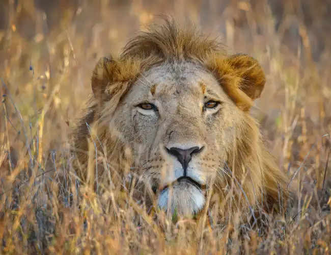 Mount Kenya National Park