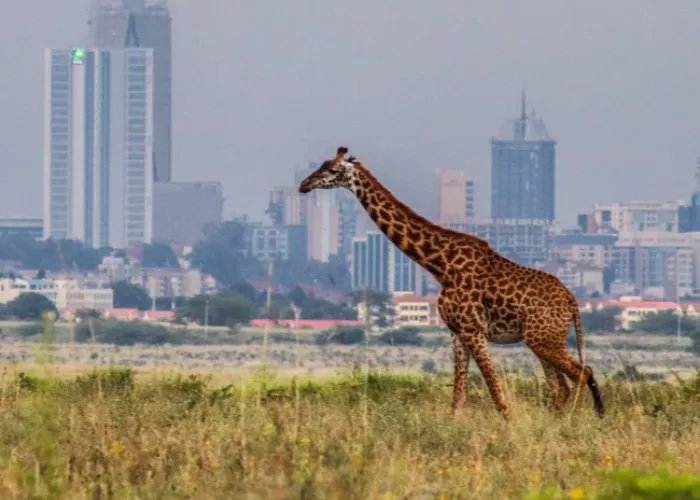 Nairobi National Park