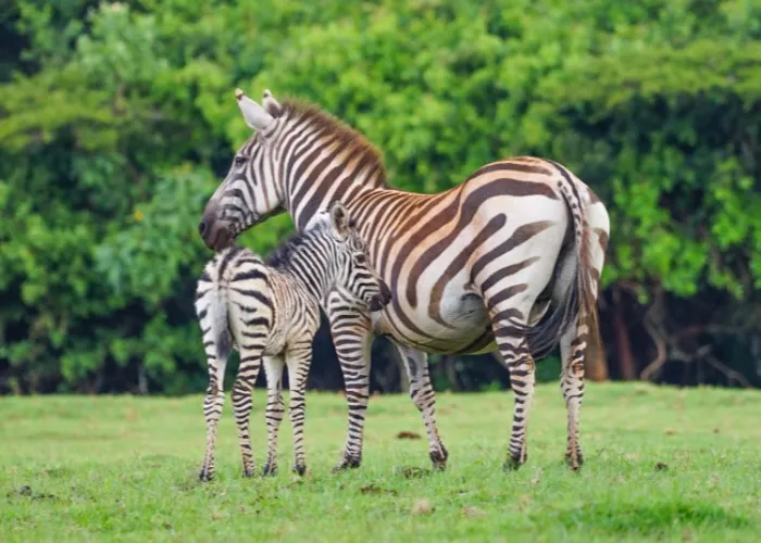 Saiwa Swamp National Park