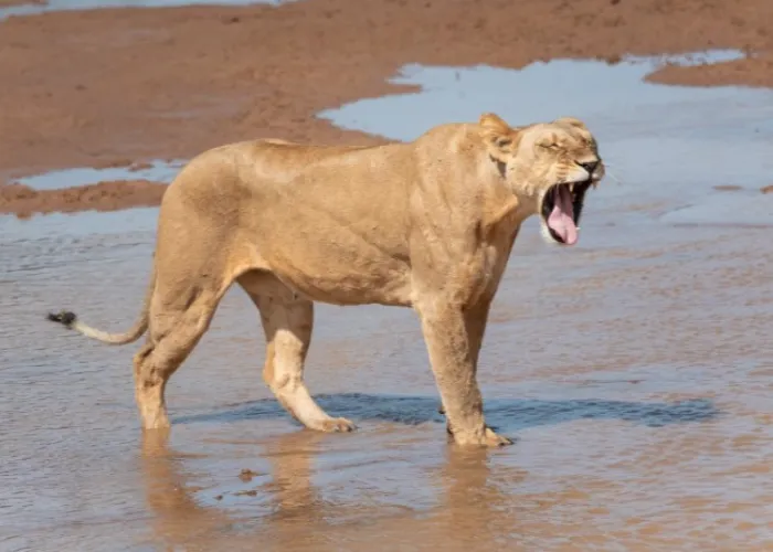 Samburu National Reserve