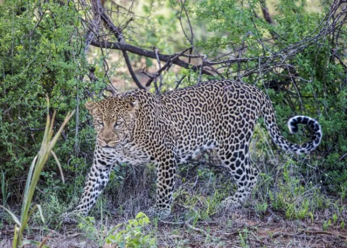 Shaba National Reserve