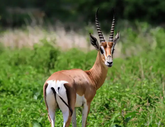 Sibiloi National Park