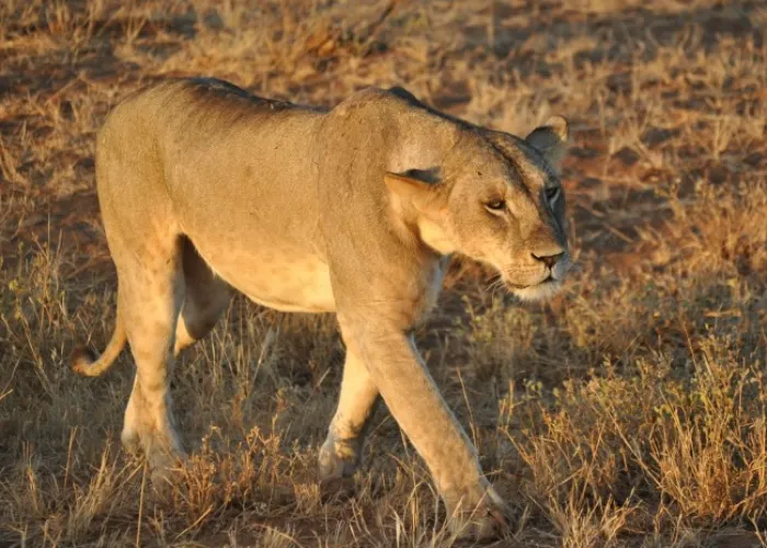 Tsavo East National Park