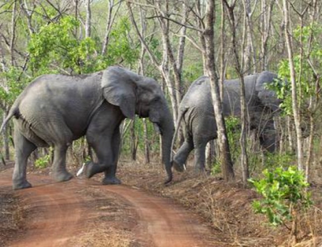 Banhine National Park