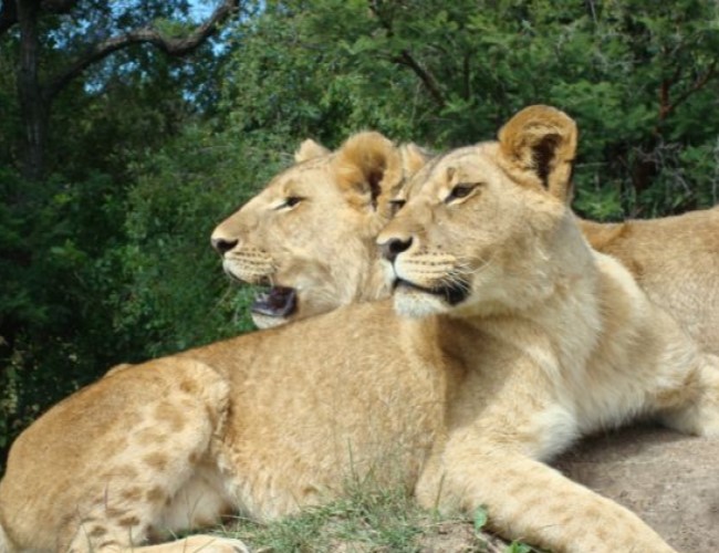 Maputo Special Reserve