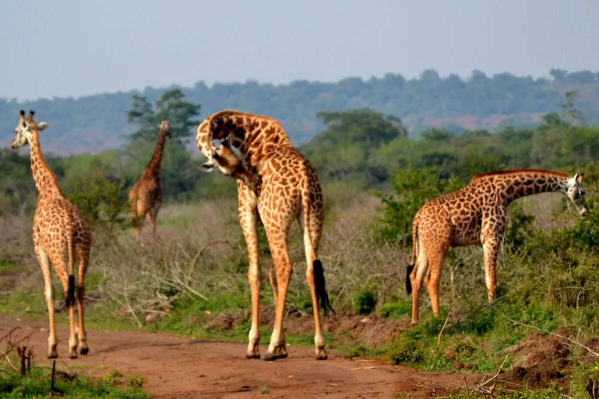 An 8-day Game safari drive in Akagera