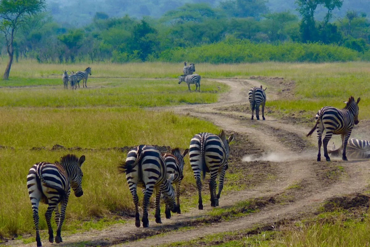 1 DAY TOUR IN AKAGERA NATIONAL PARK