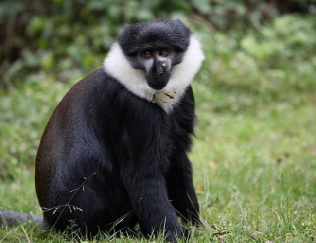Nyungwe National Park