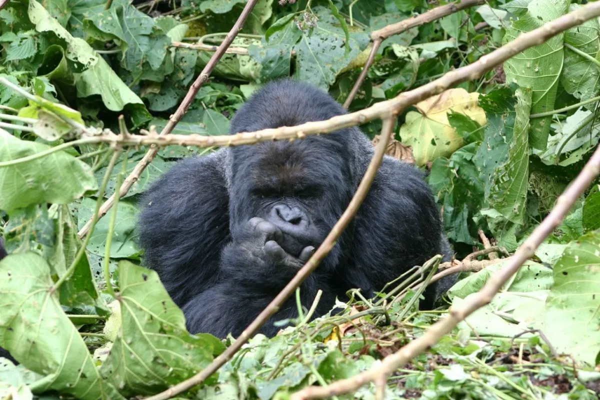 3Days Rwanda gorilla trek