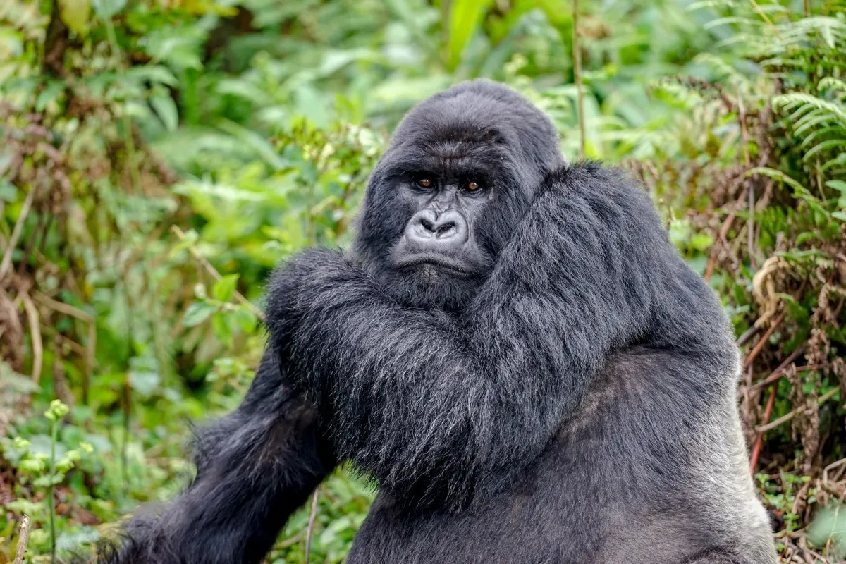 Rwanda Gorilla and Golden Monkey Trek