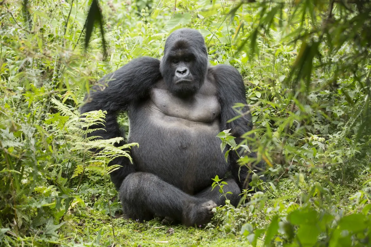 Rwanda Gorillas and Chimpanzee Trekking Tour Experiences