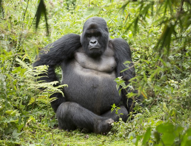 Volcanoes National Park
