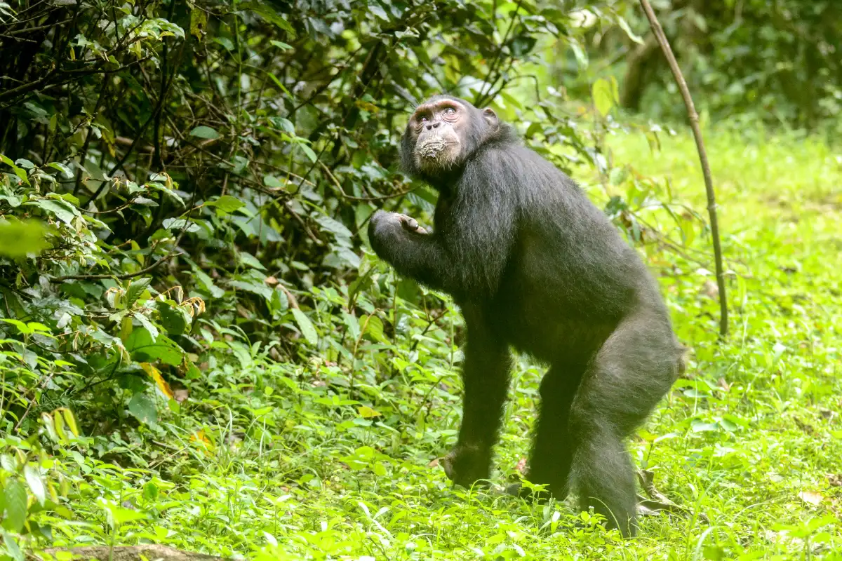 Full-Day Chimpanzee exploration 