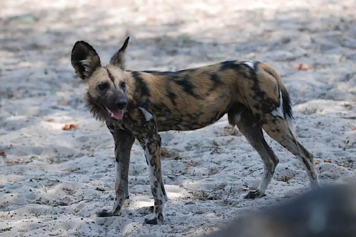 2 DAYS NYERERE(SELOUS) NP FROM DAR ES SALAAM 