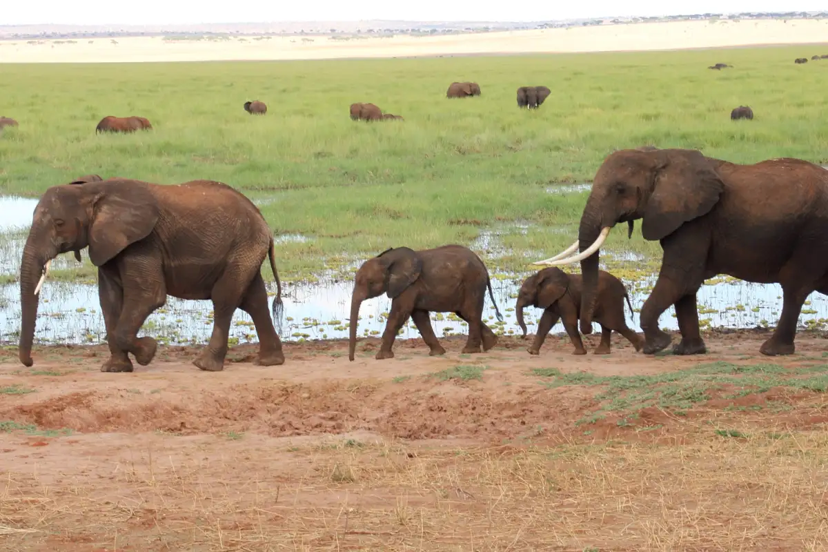 4 days Safari Packages