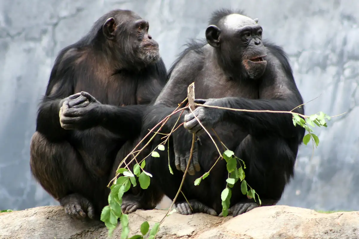 The pride of Dr.jane Goodall