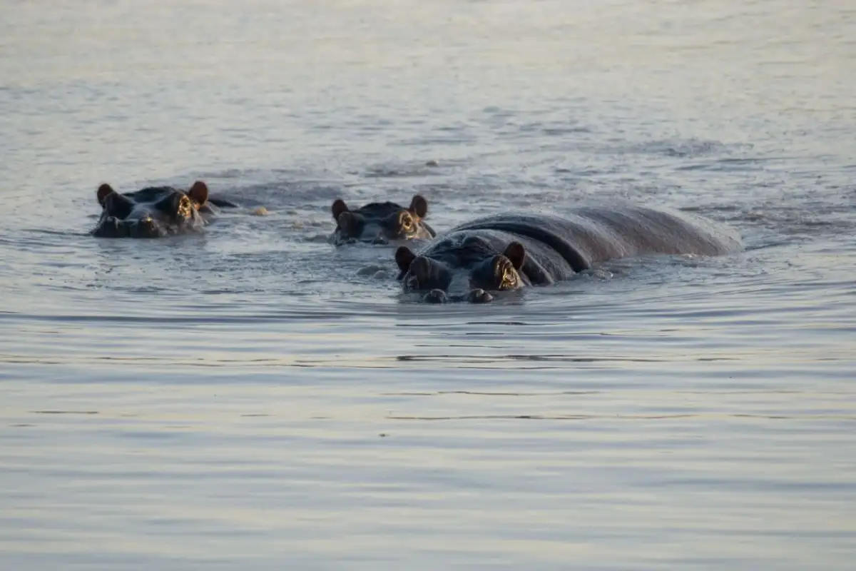 6 DAYS: ELEGANT WILDLIFE EXPLORATION, CULTURAL TOUR, AND NATURE MIKUMI NP AND LUSHOTO