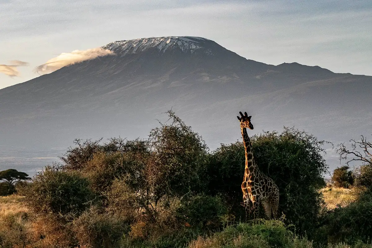 7 Days Mount Kilimanjaro Trekking Via Machame Route 
