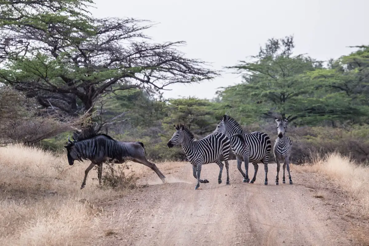 Half Day : Nyerere National Park (Ex Selous Game Reserve)