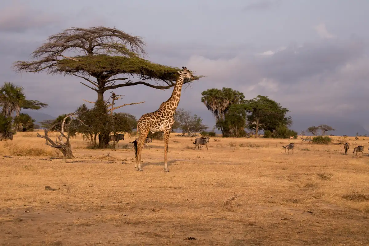 Luxury Nyerere Wilderness Escape                                                                    