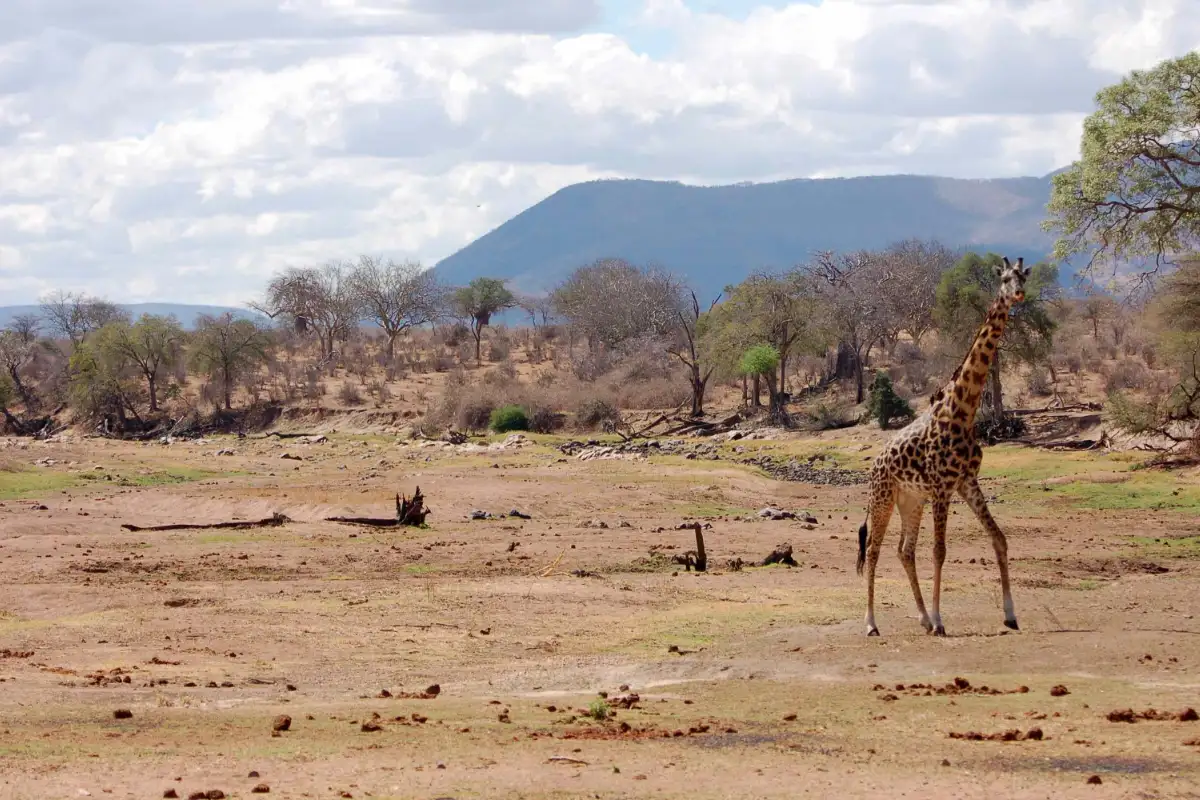 Ruaha National Park from Iringa