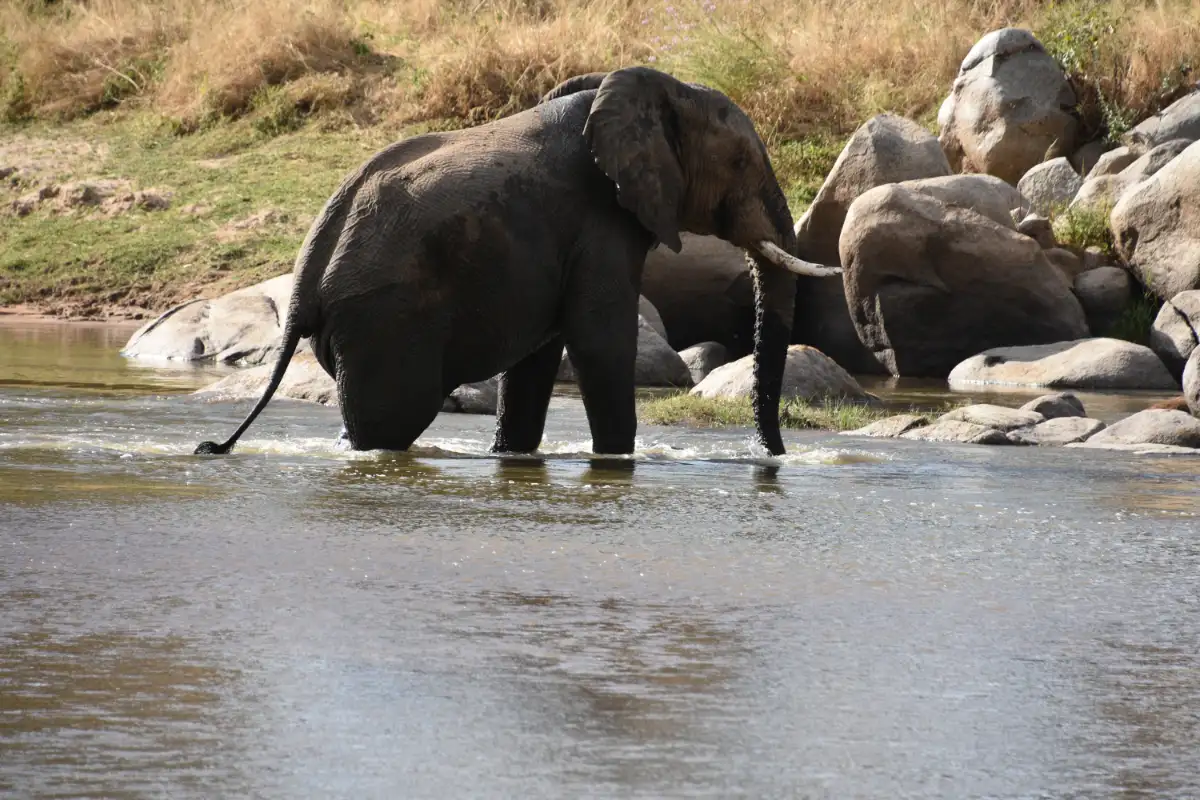 Ruaha National Park from Dar-es-salaam