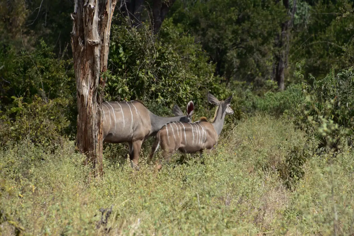 2 DAYS IN RUAHA NATIONAL PARK FROM IRINGA 