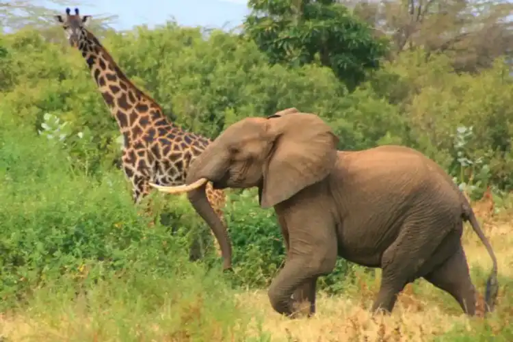 4 DAYS IN NYERERE (SELOUS) NATIONAL PARK