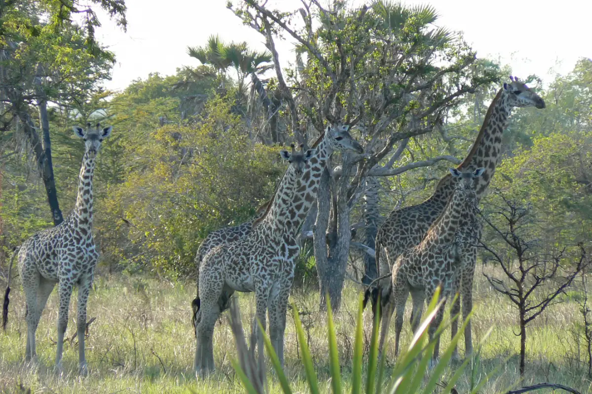 Saadani Wildlife Expedition
