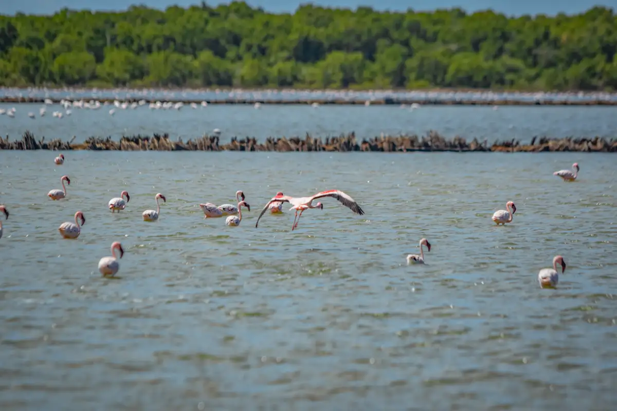 7 Days Tanzania Best Big five and Migration safari+Lake Natron :Tarangire, Serengeti, Ngorongoro and